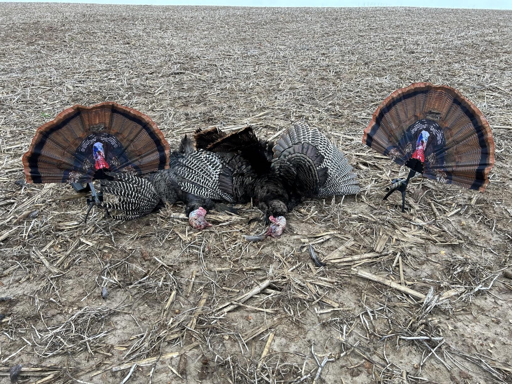MOJO Outdoors Tail Chaser Max Turkey Fan Hunting Decoy | Realistic Painted - Portable customer photo 1
