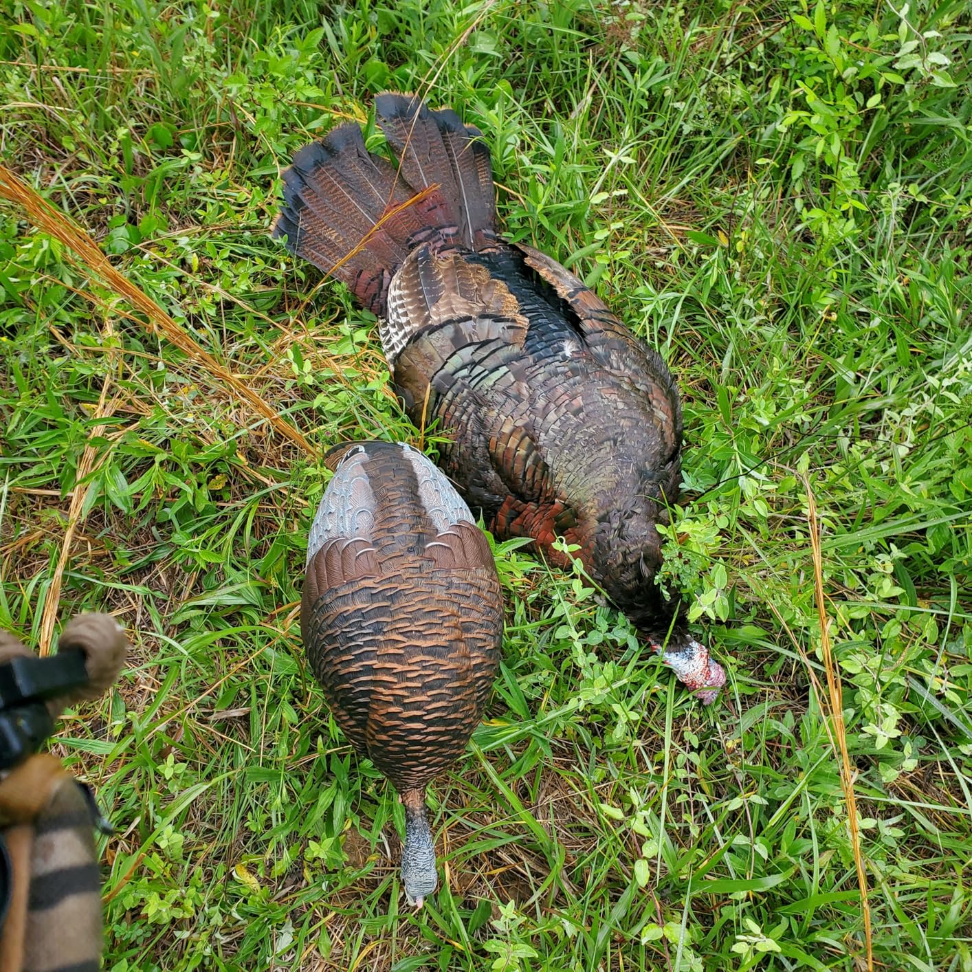 Flextone Hunting Lightweight Ultra Realistic Lifelike Plastic Outdoor Thunder Chicken Feeding Hen Turkey Decoy customer photo 1