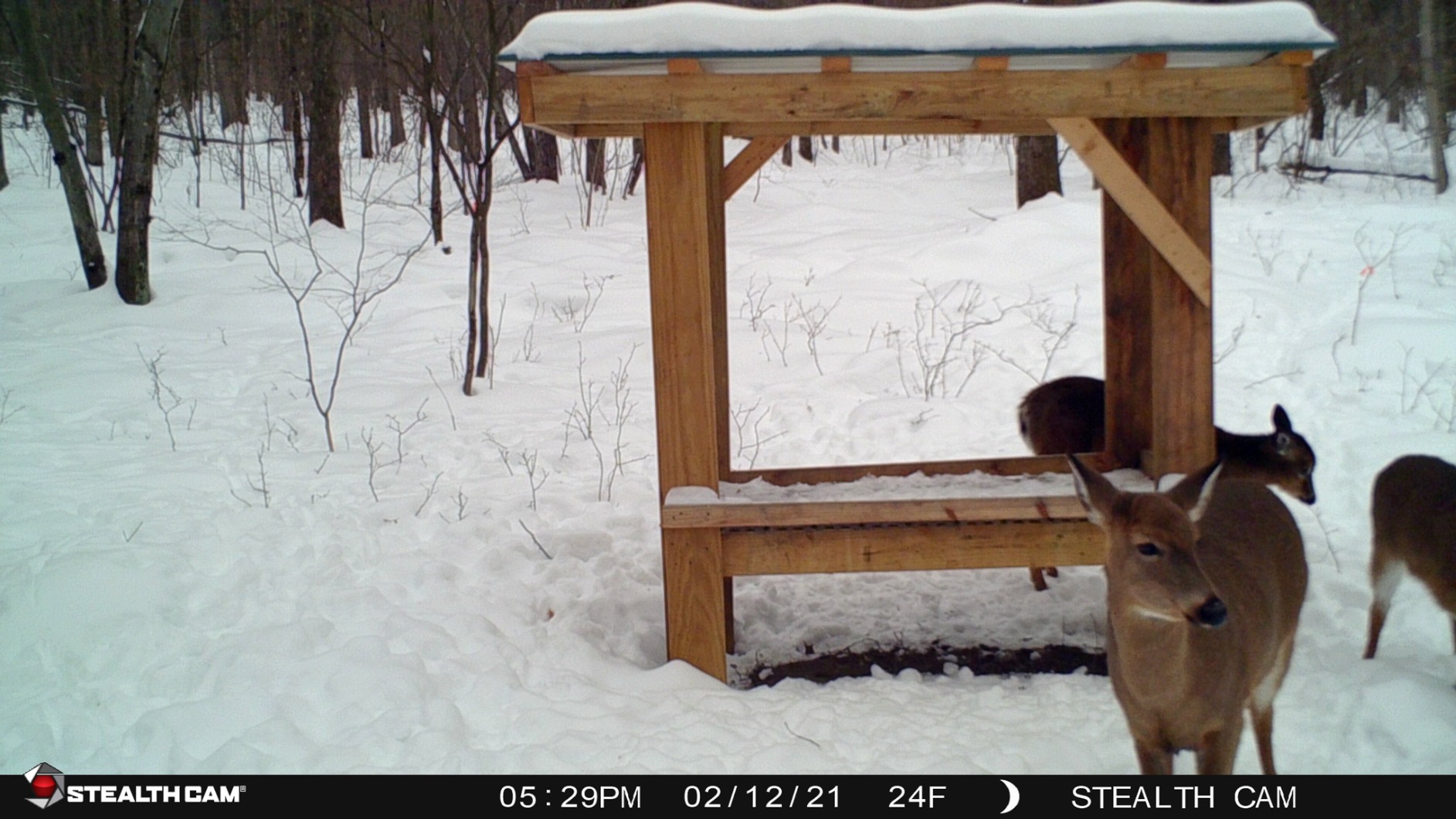 Stealth Cam 2020 G42NG 24MP No-Glow Trail Camera, Kryptek Camouflage. 100-Ft. IR Range customer photo 1