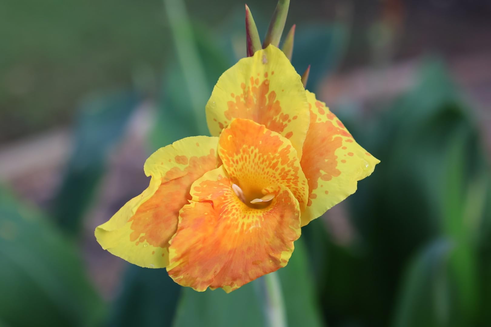 Canon RF 35mm F1.8 IS Macro STM Lens customer photo 1