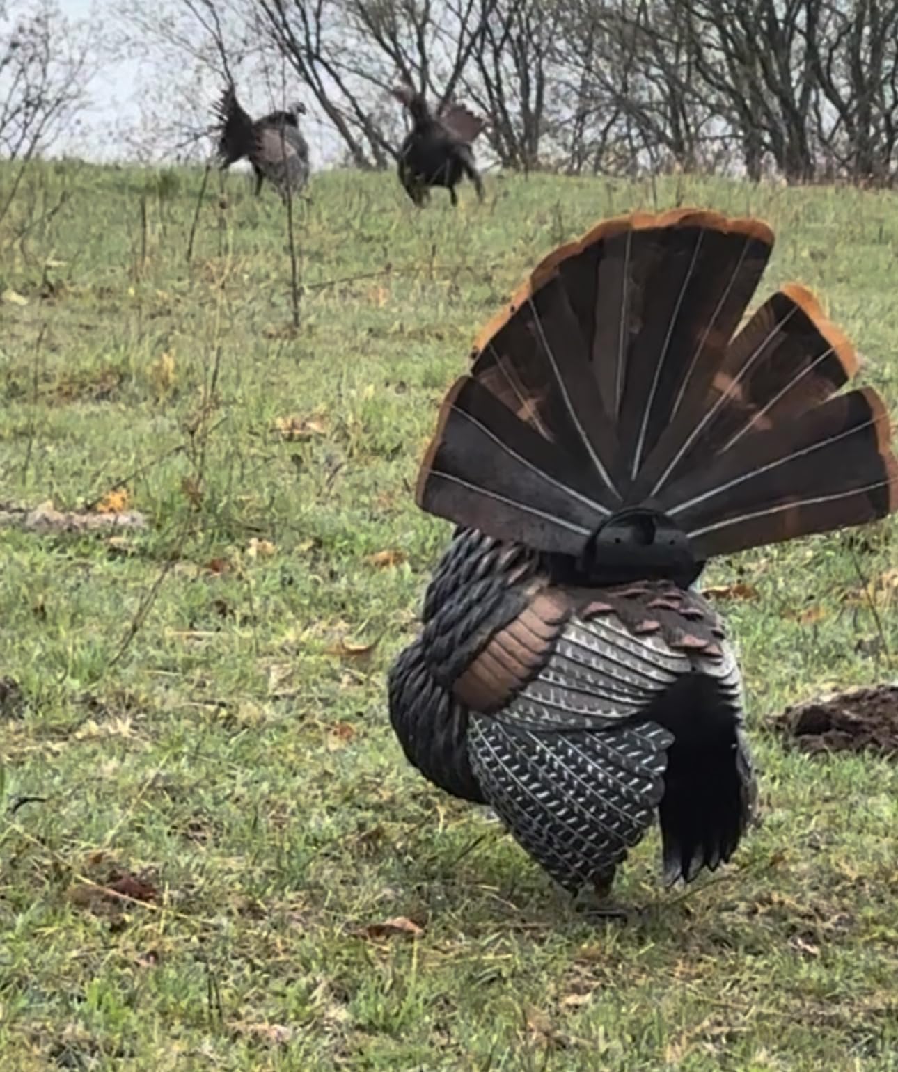 AVIAN-X HDR Strutter Turkey Decoy - Rugged Durable Realistic Lifelike Dominant Body Standing Hunting Decoy with 2 Removable Heads & Wings, Beard, Adjustable Tail Fan, Mounting Stake & Carry Bag customer photo 1