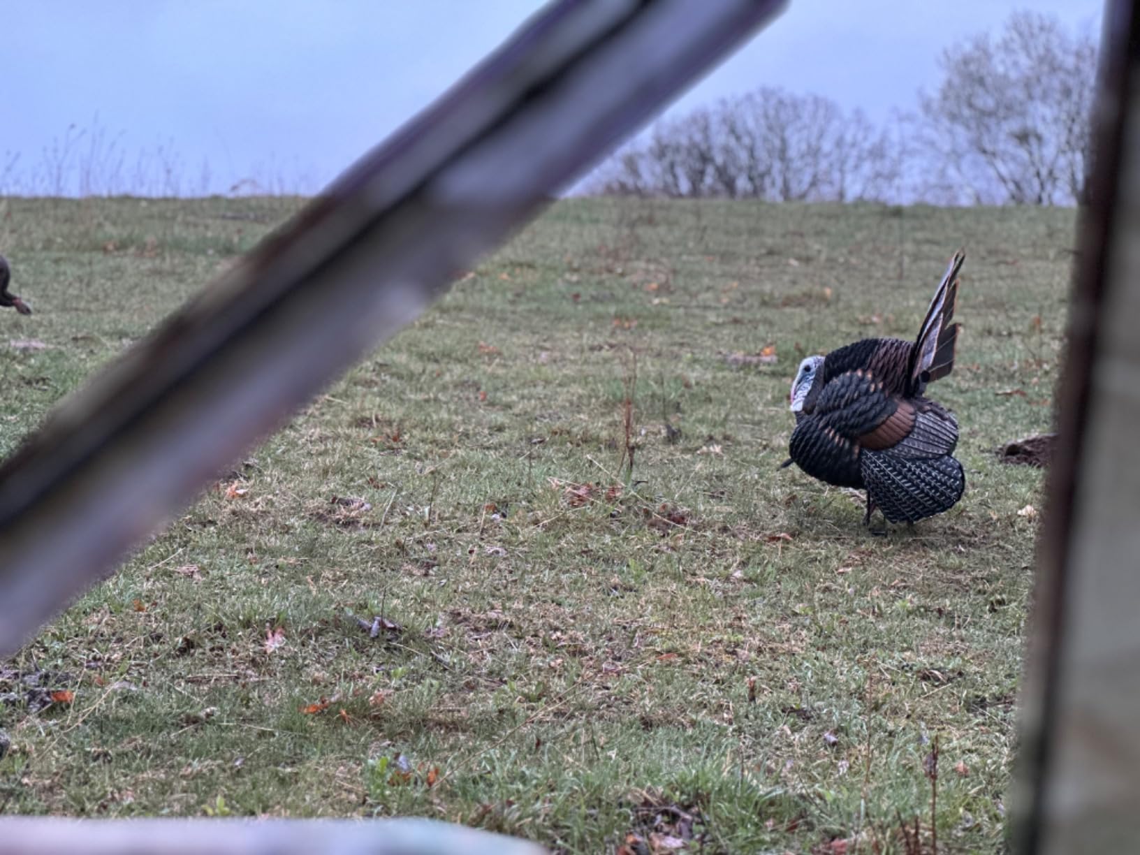 AVIAN-X HDR Strutter Turkey Decoy - Rugged Durable Realistic Lifelike Dominant Body Standing Hunting Decoy with 2 Removable Heads & Wings, Beard, Adjustable Tail Fan, Mounting Stake & Carry Bag customer photo 2