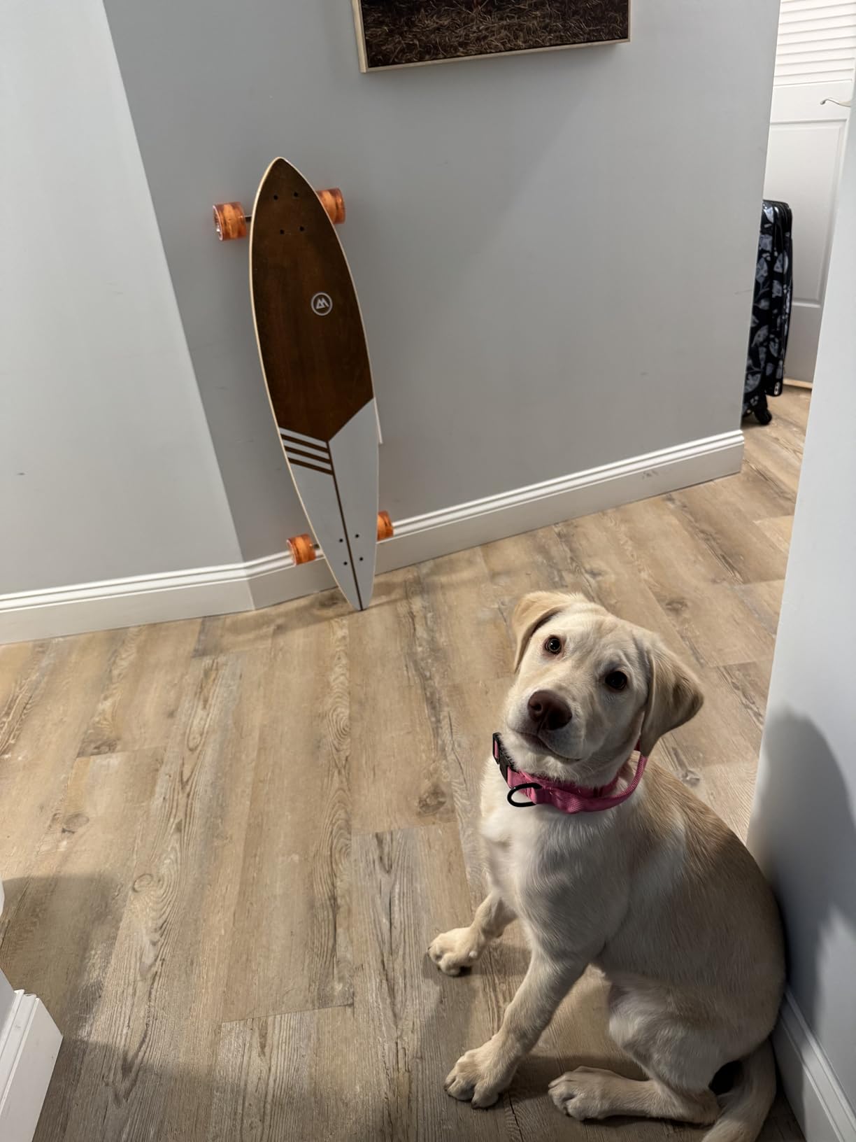Magneto 40 Inch Pintail Longboard Skateboard | Dark Stained Hard Maple Core Long Board Deck | Cruiser Skateboards, Carver, Freestyle | Skateboard for Adults Teenagers Men Women | Free Skate Tool customer photo 1
