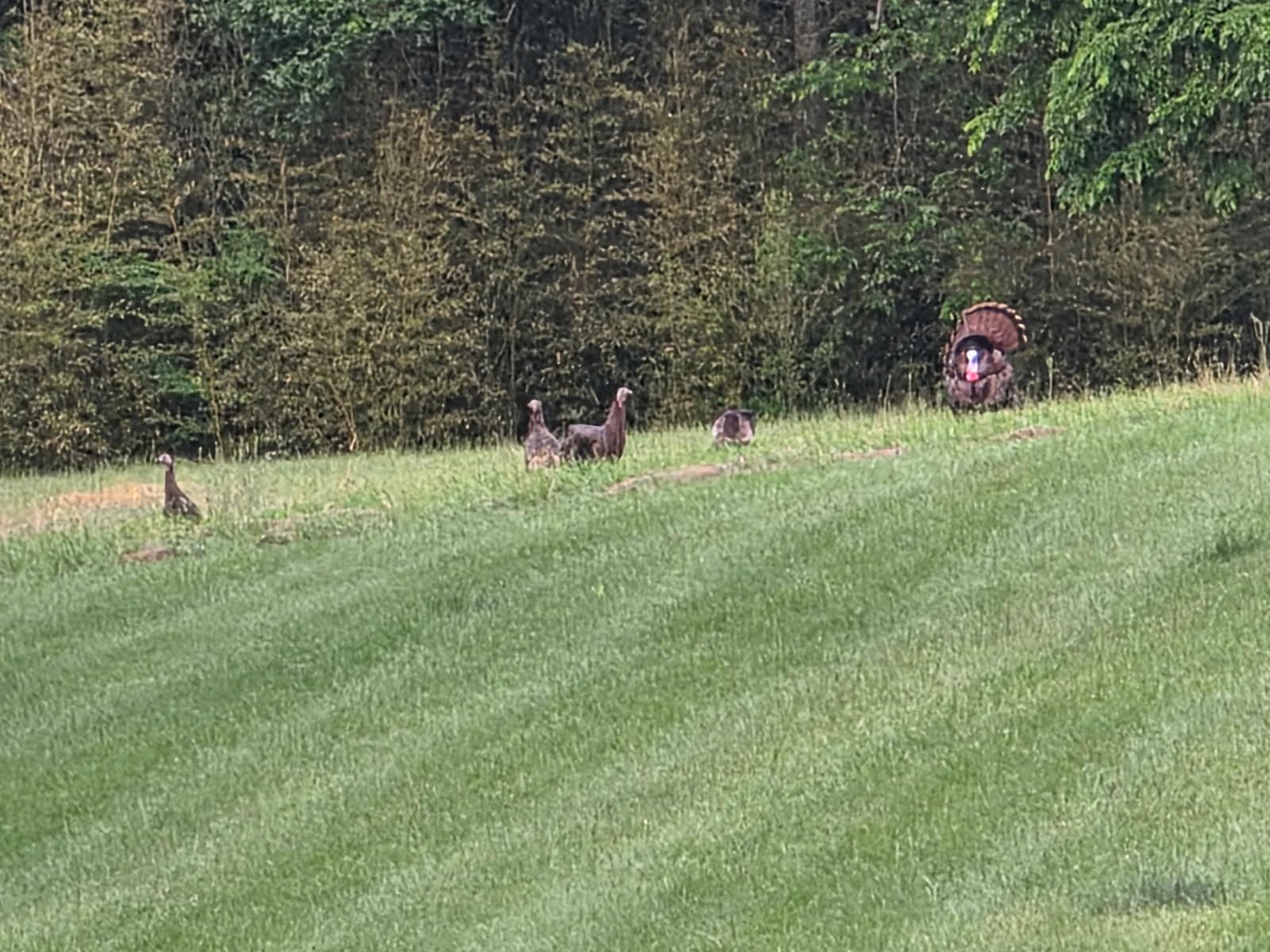 Primos Hunting Lil Gobstopper Hen and Jake Combo Decoy Light-Weight, Collapsible Hunting Decoy 69075, Multi customer photo 1