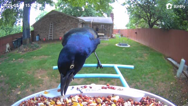 NETVUE by Birdfy Smart Bird Feeder with AI Camera, Auto Capture Videos and Live Stream, Wireless Wildbird Watching, Outdoor Backyard Birder(AI by Subscription) Blue customer photo 1