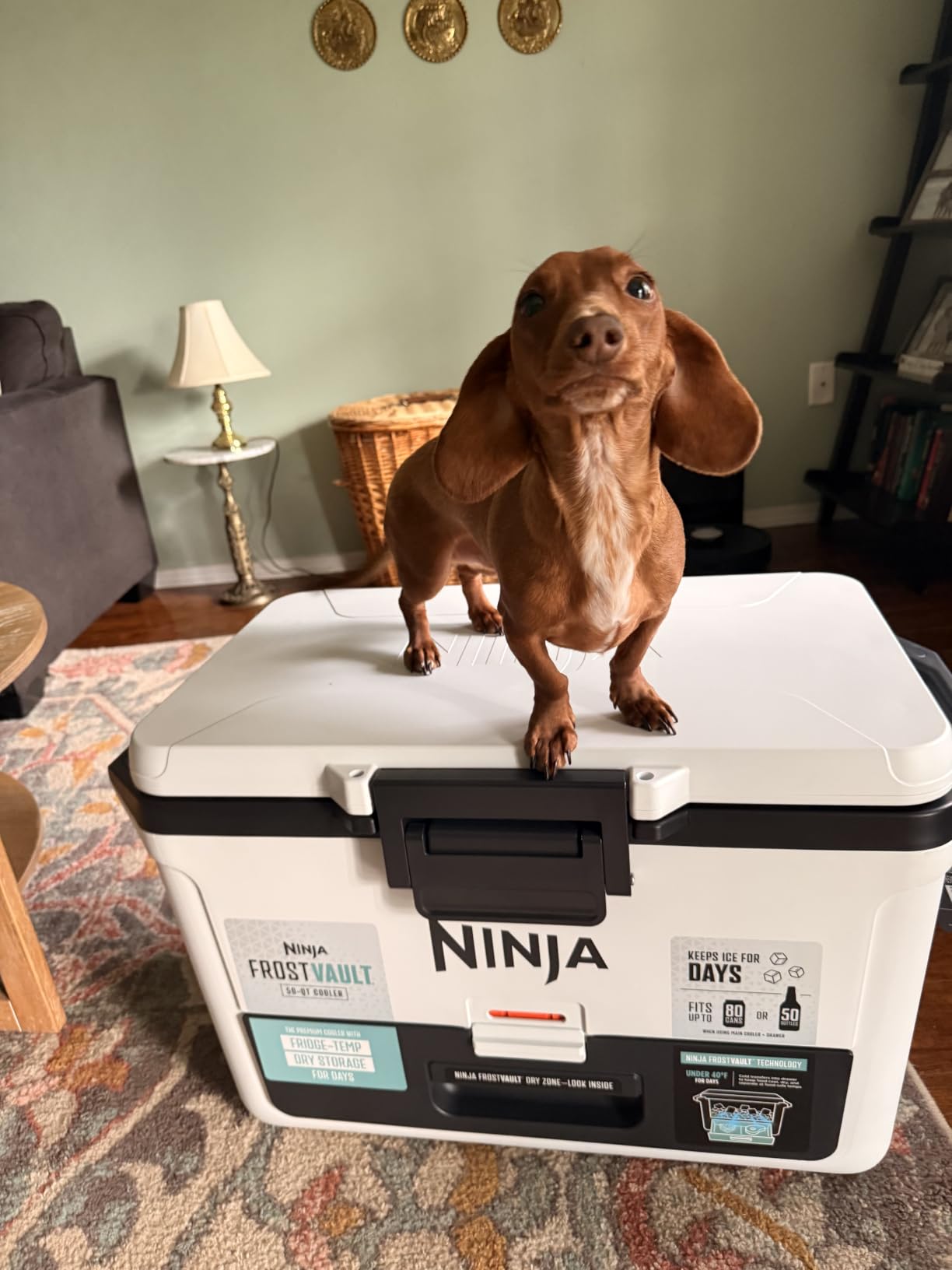 Ninja FB151BL FrostVault 50qt Hard Cooler with Dry Zone, Integrated Fridge-Temp Dry Storage Drawer customer photo 1