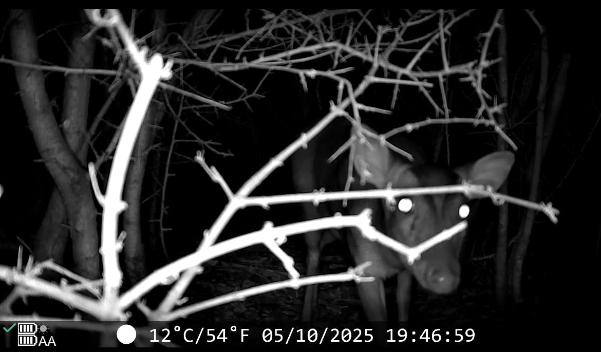 XTU 4K 64MP Solar Trail Camera with WiFi & Bluetooth - 0.2s Fast Trigger, No Subscription, Night Vision Motion-Activated, Rechargeable Game Camera for Wildlife & Deer Outdoor Use, IP66 Waterproof customer photo 1