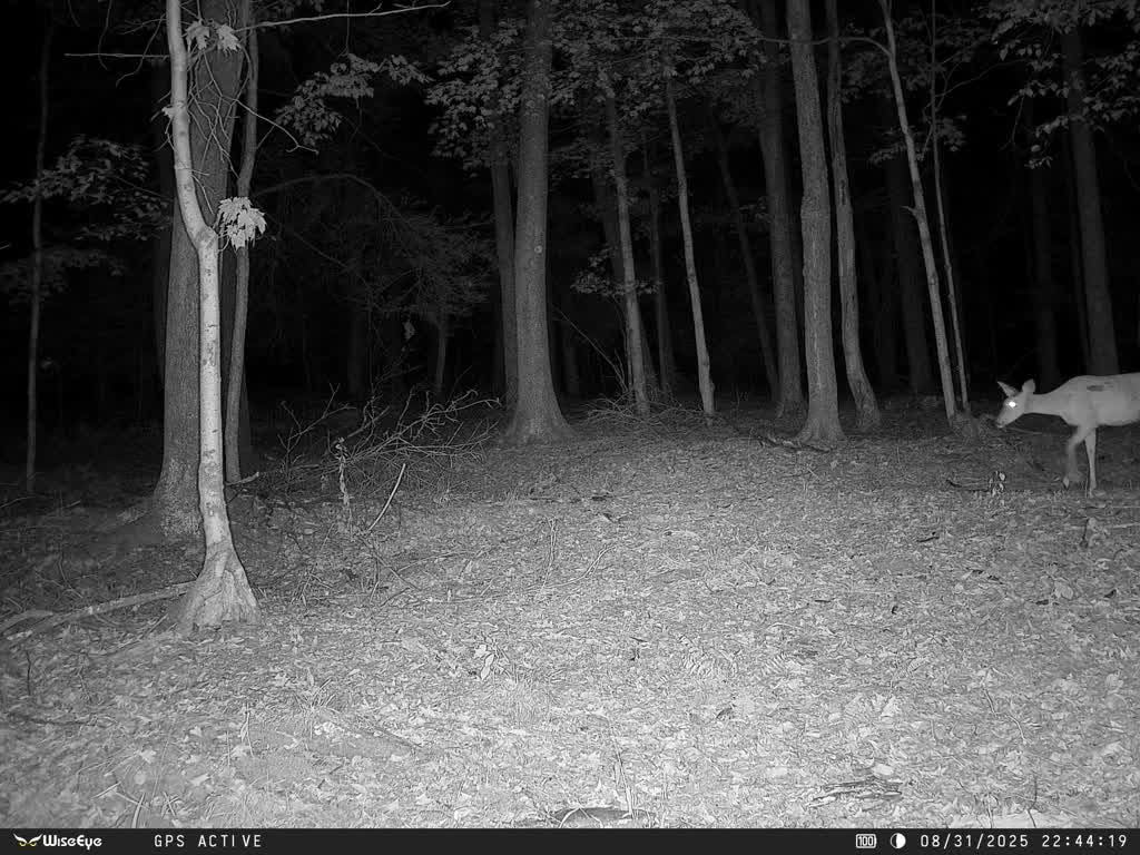 WiseEye DC-2 Cellular Trail Camera, WiseEye Camo - MultiCarrier 4G LTE on AT&T, Verizon & T-Mobile, 32MP Photo, 5-Min HD Video on Demand, Built-in GPS, Internal Storage, Deer Hunting Cam customer photo 2