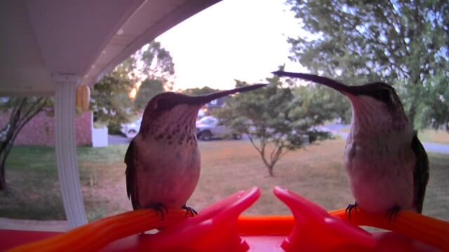Birdfy Smart Hummingbird Feeder with Camera, Auto Detect Record Bird Video, Instant Notification, Live View, Solar Powered Hummingbird Feeders for Outdoors Ant Bee Proof, 14oz, Gift for Bird Lovers customer photo 1