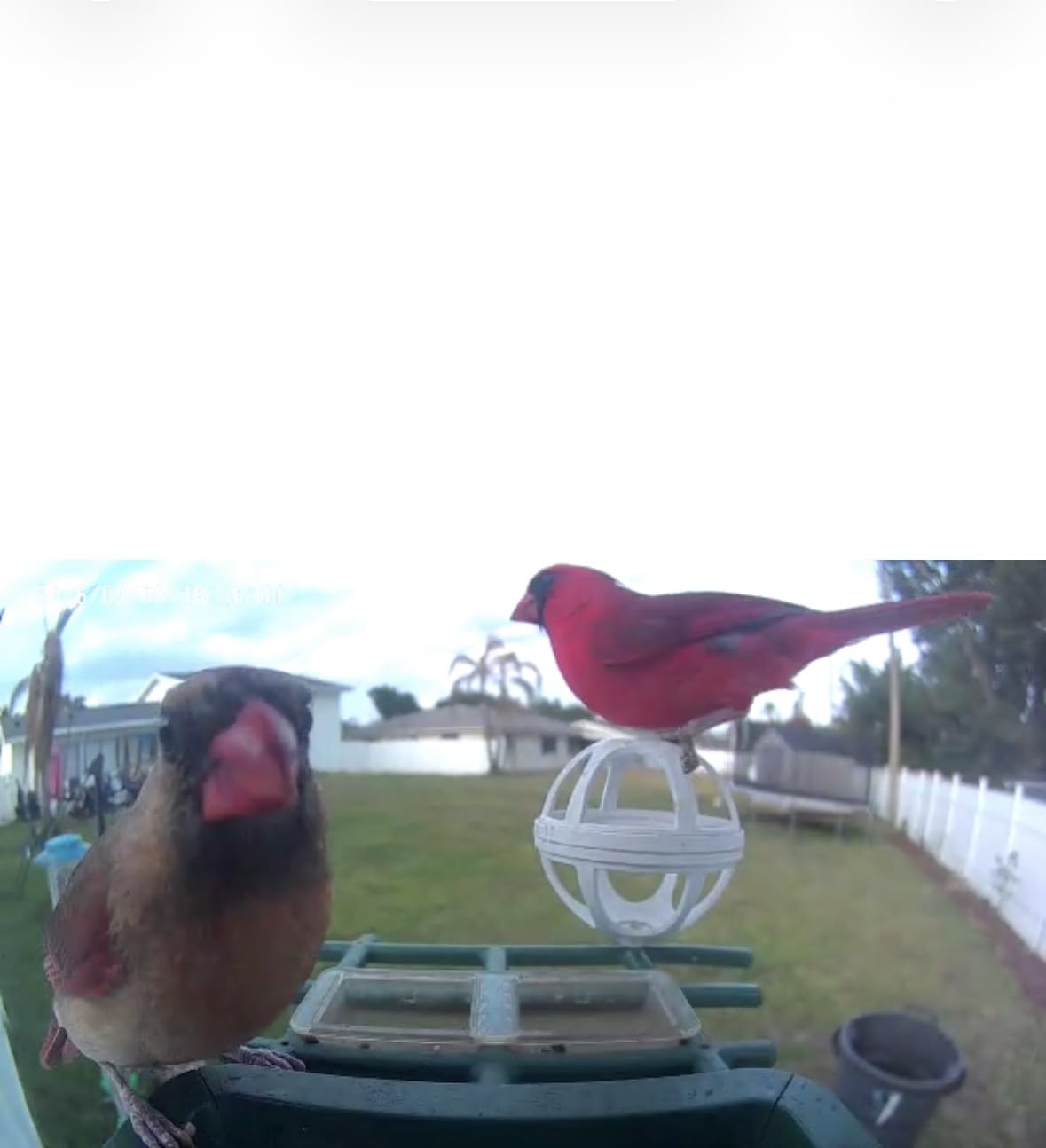 PeckCam Bird Feeder with Camera Solar Powered, AI Identify & Auto Capture, 2K HD Live Video Smart Bird Feeder Camera Instant Notifications in Backyard, Gift for Bird Lovers customer photo 1