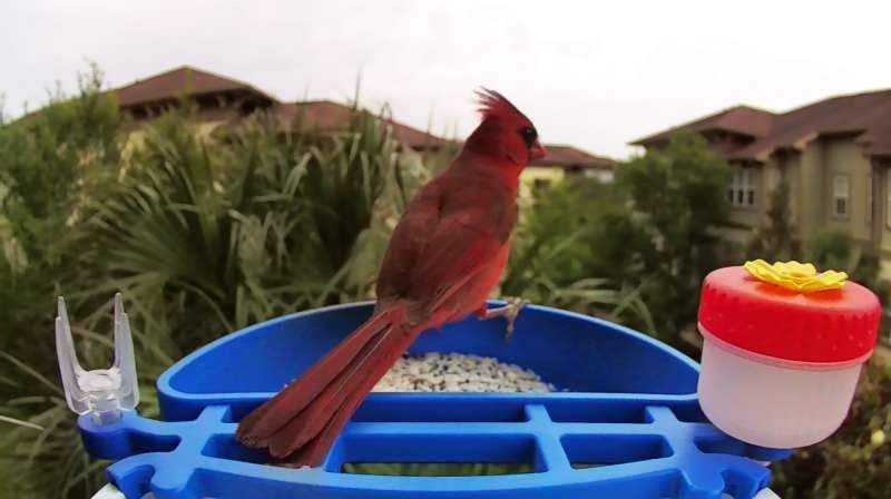 Smart Bird Feeder with Camera, AI Identifies 16,000+ Birds, Solar Powered, 2.5K HD, Auto Capture & Notify, Ideal Gift for Bird Lovers customer photo 2