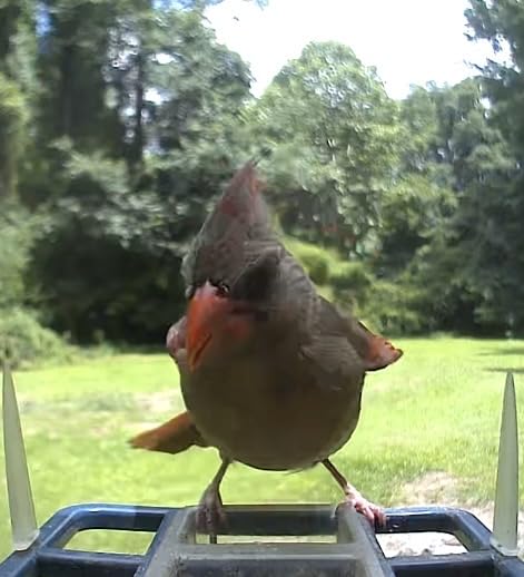 Bird Feeder with Camera, AI Bird Identification, Full HD Live Video, Solar Powered, 2.4Ghz WiFi, Instant Arrival Alerts - Best Gifts for Bird Lover customer photo 2