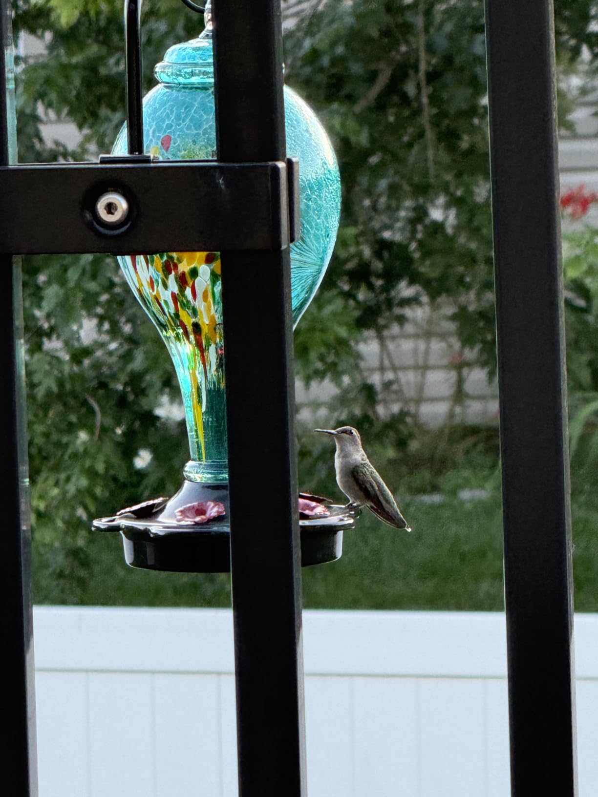 LUJII Smart Hummingbird Feeder with Camera for Outdoor Hanging, Hand Blown Glass, Solar WiFi Feeder with Live View App, 6 Feeding Ports, Leak-Resistant Design, Ant Moat & Gift Box, 36 fl oz, Teal customer photo 1