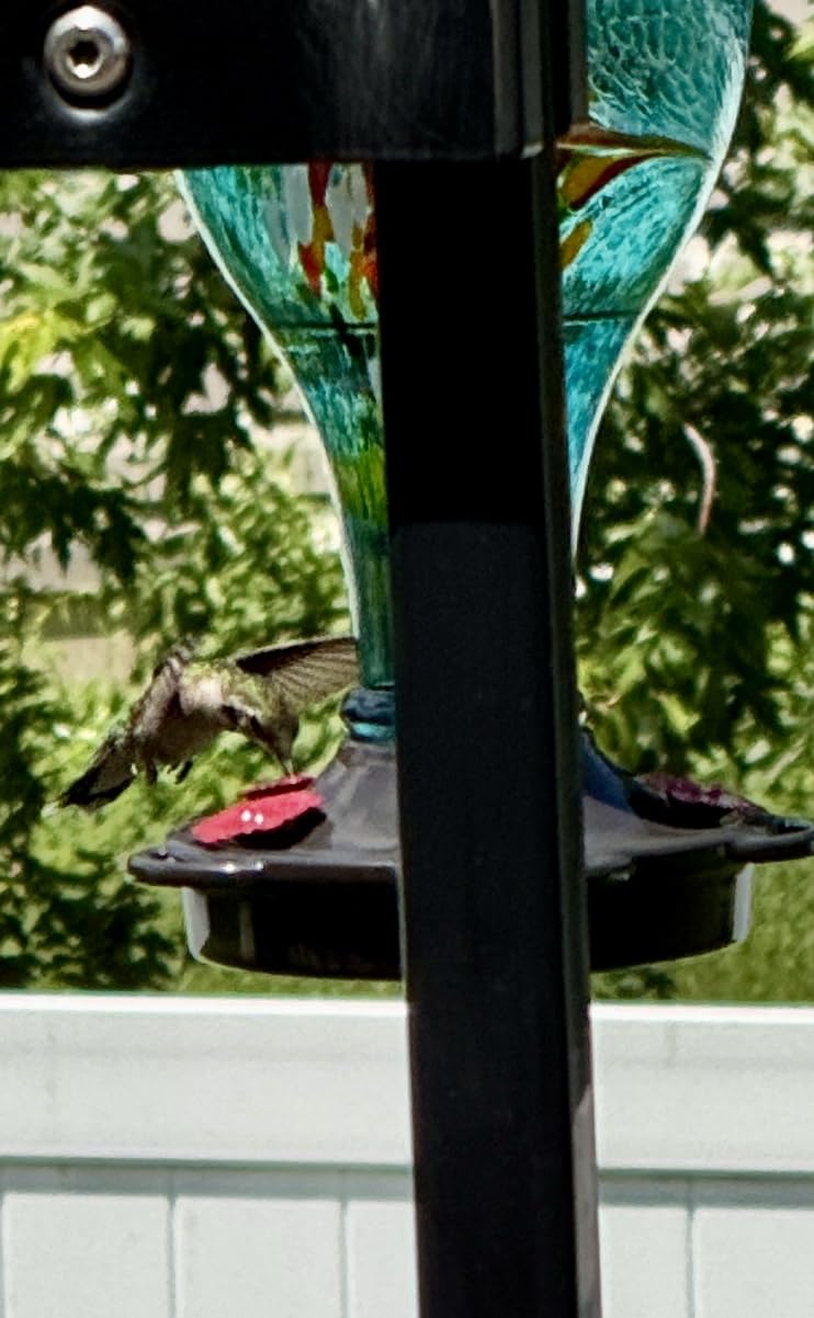 LUJII Smart Hummingbird Feeder with Camera for Outdoor Hanging, Hand Blown Glass, Solar WiFi Feeder with Live View App, 6 Feeding Ports, Leak-Resistant Design, Ant Moat & Gift Box, 36 fl oz, Teal customer photo 2