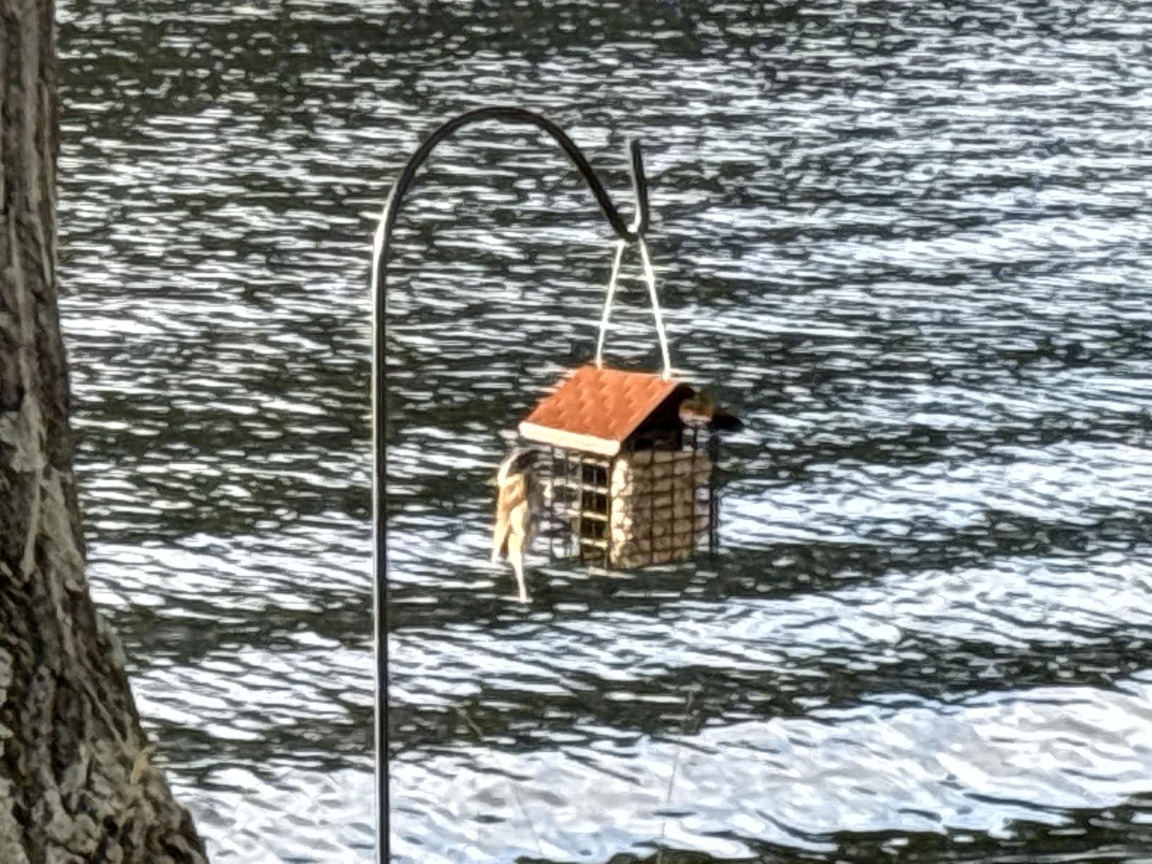 More Birds Double Suet Cake Feeder, Weather Guard, Steel Construction | Powder-Coated Black Finish, 6.7in x 5in x 7in, Brown Feeder for Woodpeckers and Wild Birds customer photo 1