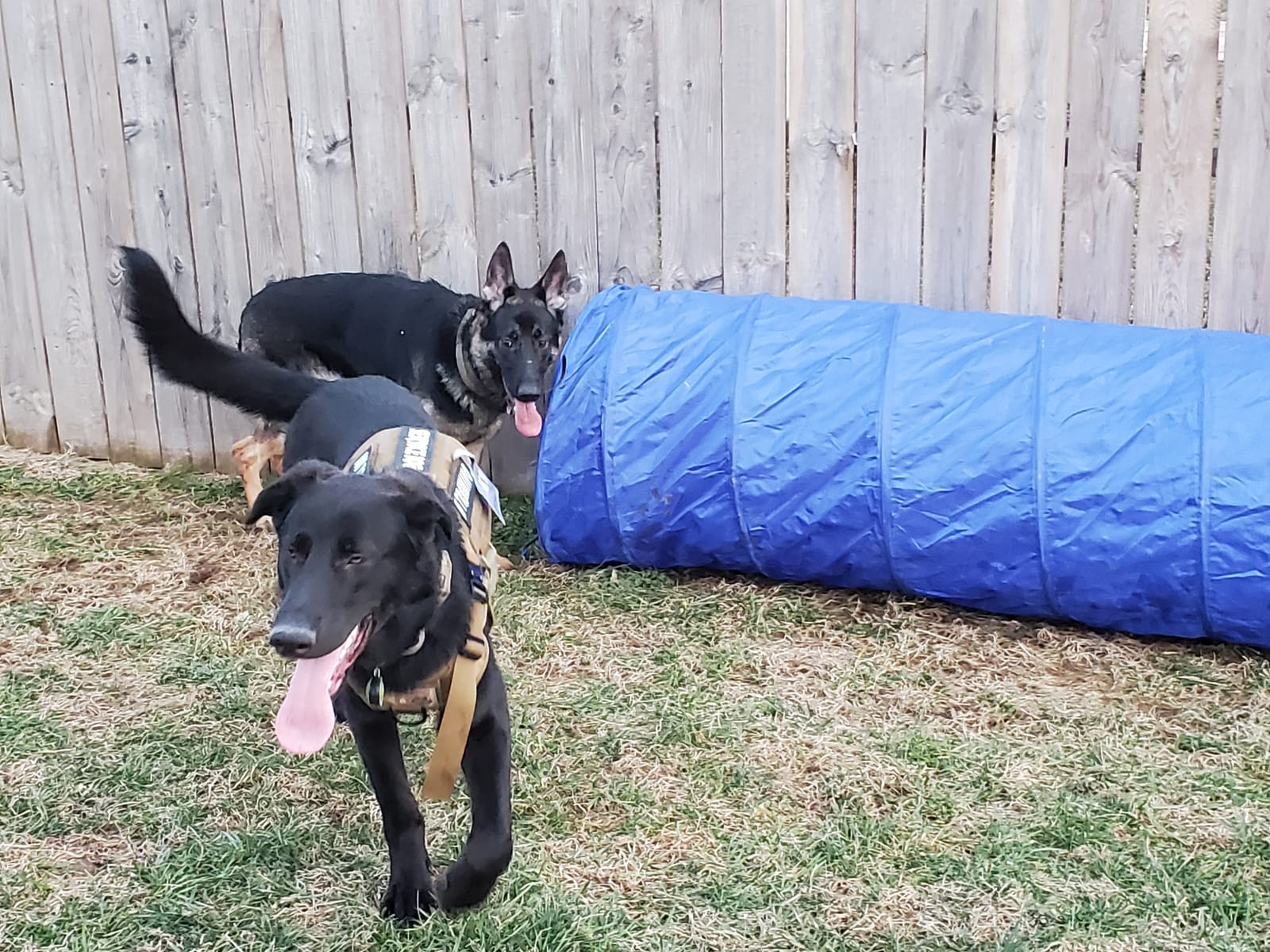 Trixie Dog Agility Tunnel - 196.9 in Long & 23.6 in Dia. | Agility Tunnel for Medium to Large Dogs, At Home Obstacle Training Equipment, Indoor and Outdoor Use customer photo 1