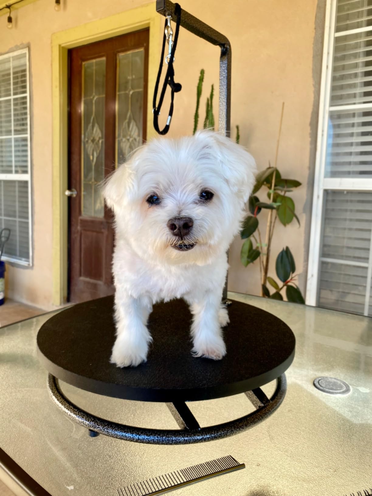 Master Equipment Pet Grooming Table for Pets, Blue customer photo 2