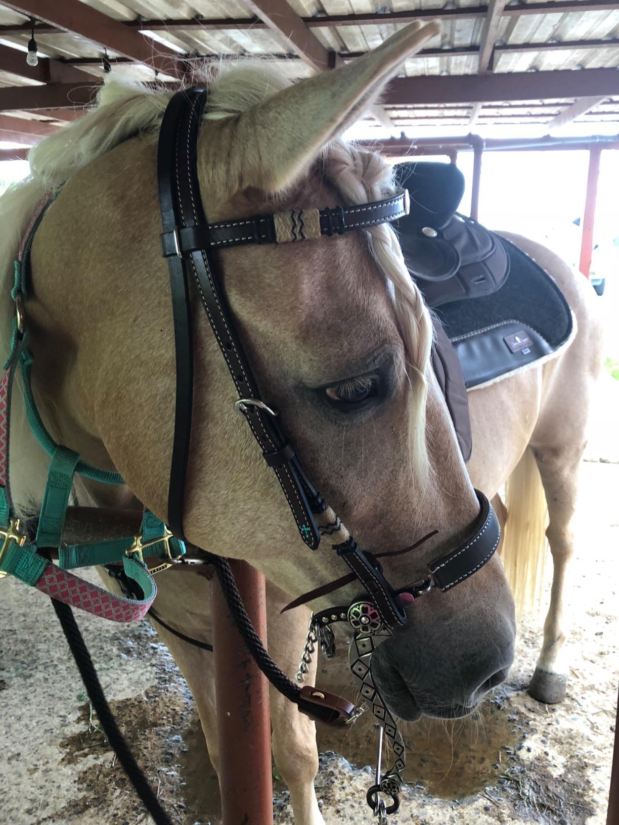Eclipse by Tough1 Round Skirt Competition Saddle customer photo 1