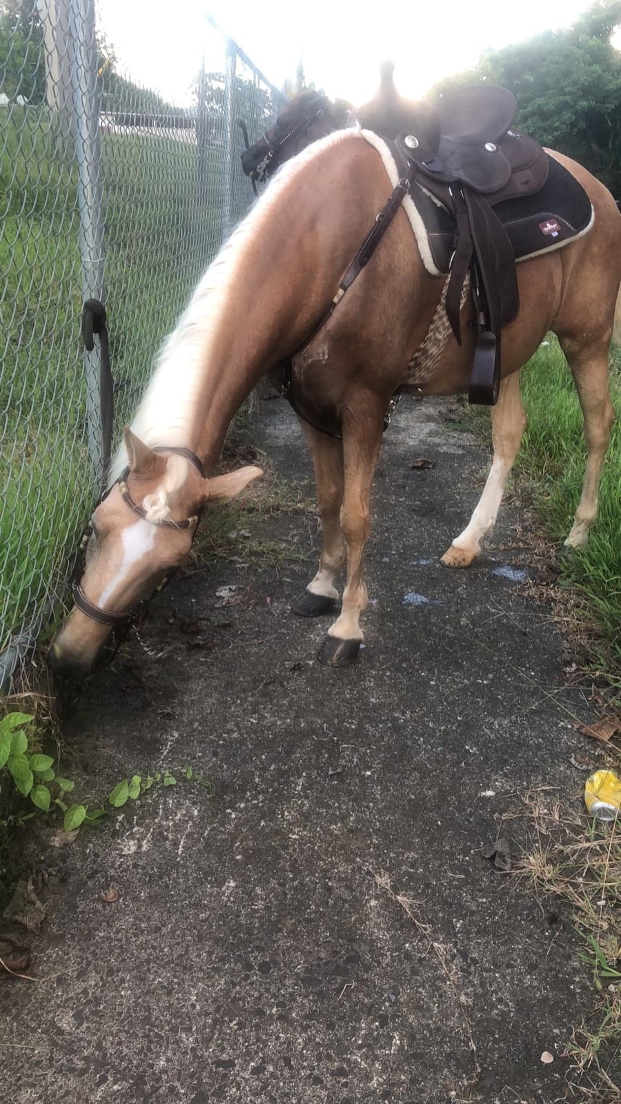 Eclipse by Tough1 Round Skirt Competition Saddle customer photo 2
