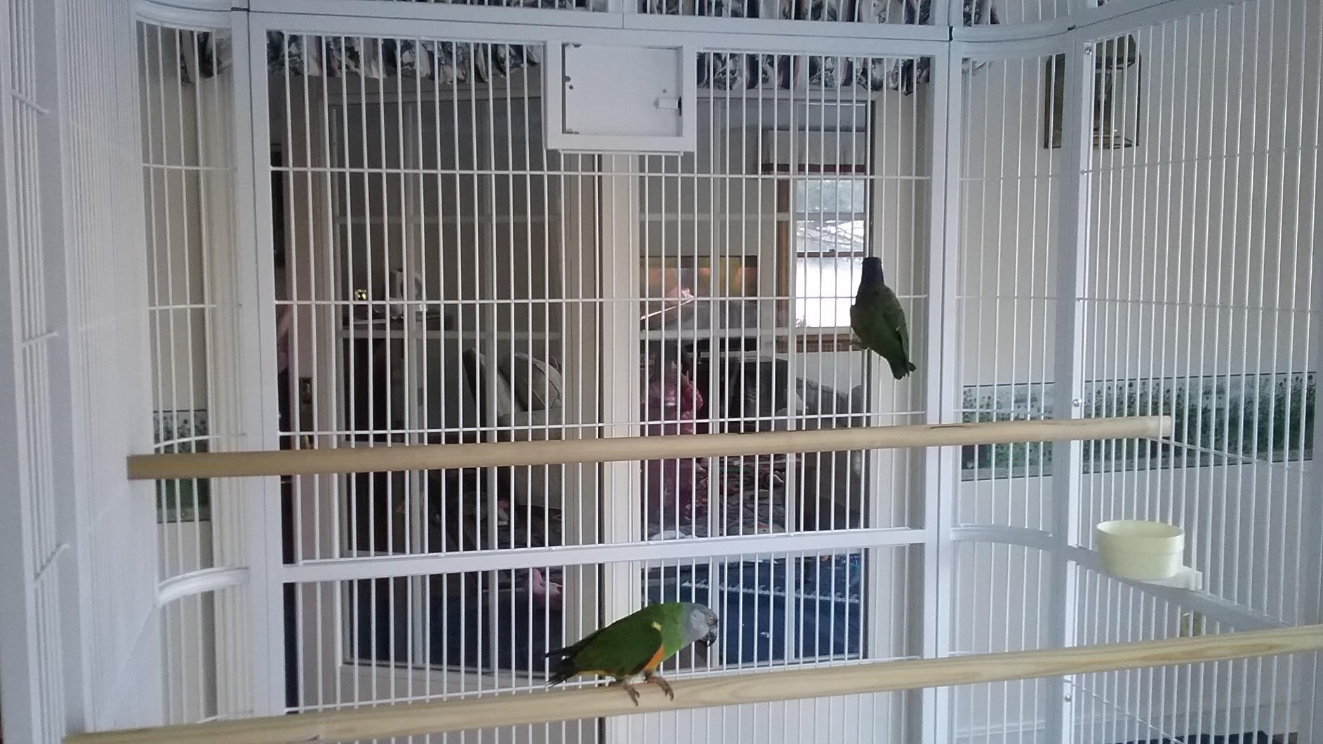 A&E Cage Co WI11062 Walk-in Bird Aviary for Macaws, 110