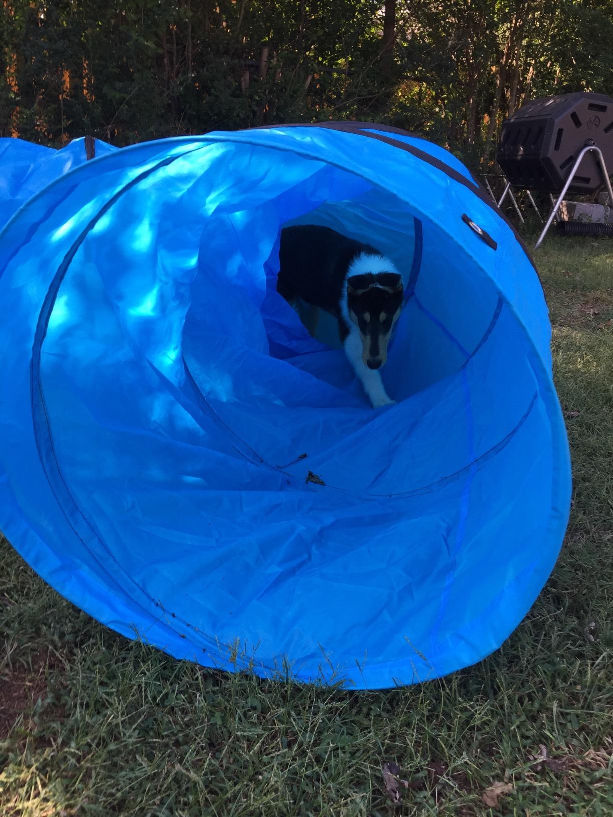 18 Ft Dog Agility Training Open Tunnel customer photo 2