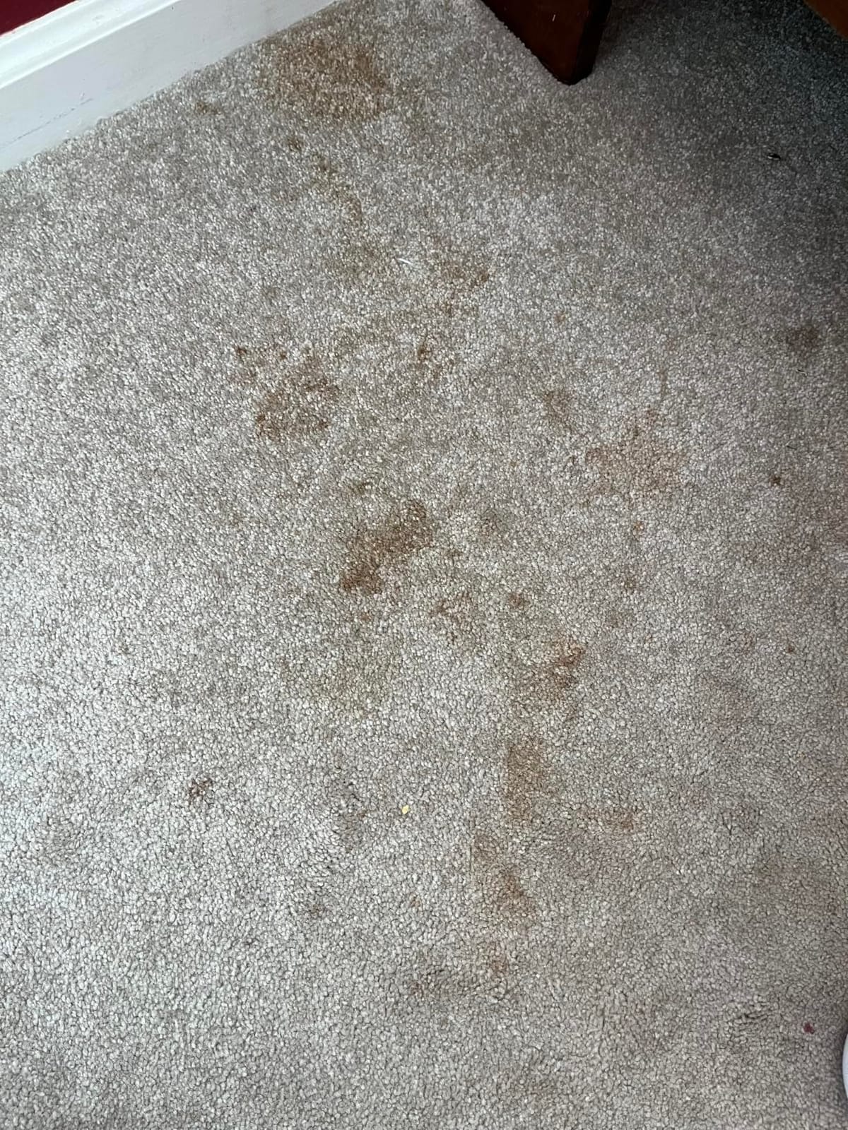 FOLEX - Professional Carpet Cleaner Spray 34 oz - Pet Stain Removal - Instant Stain Removal - No Rinsing Required - Safe for Pets - Works on All Fabrics customer photo 1