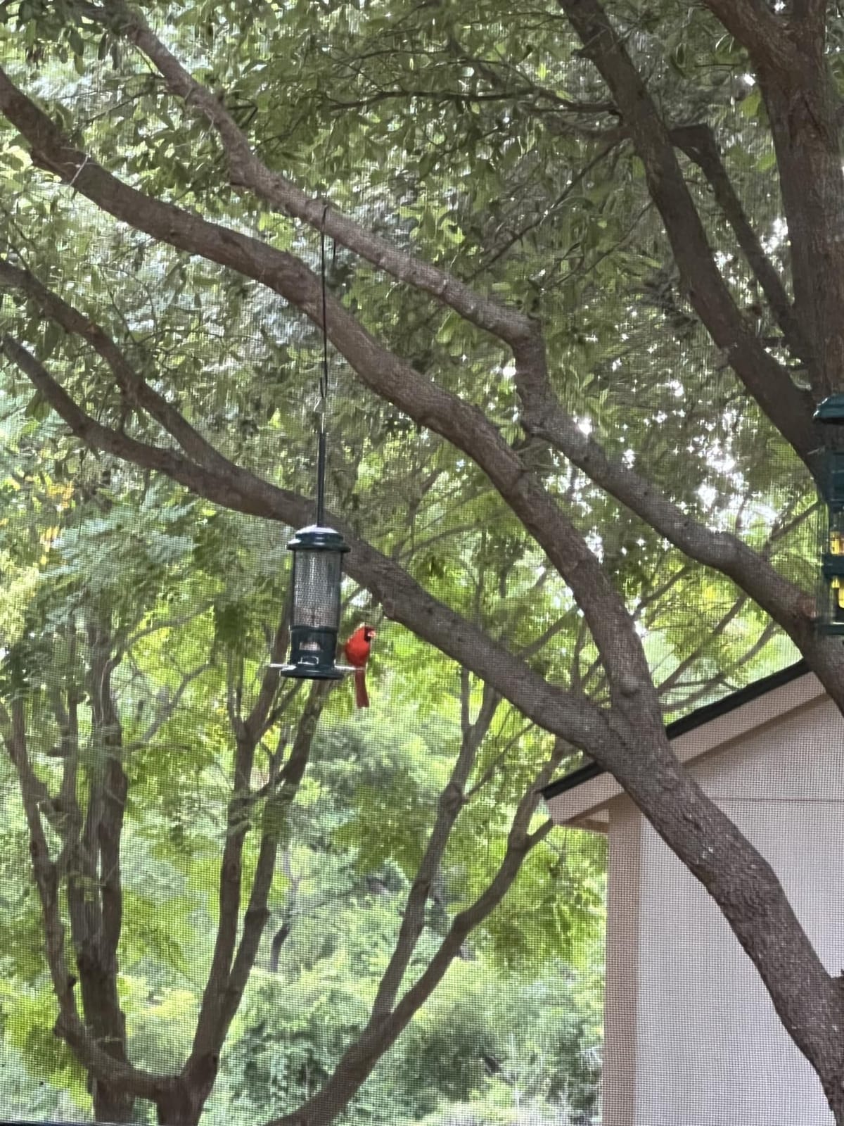 Squirrel Buster Standard Squirrel-proof Bird Feeder w/4 Metal Perches, 1.3-pound Seed Capacity, garden green customer photo 1
