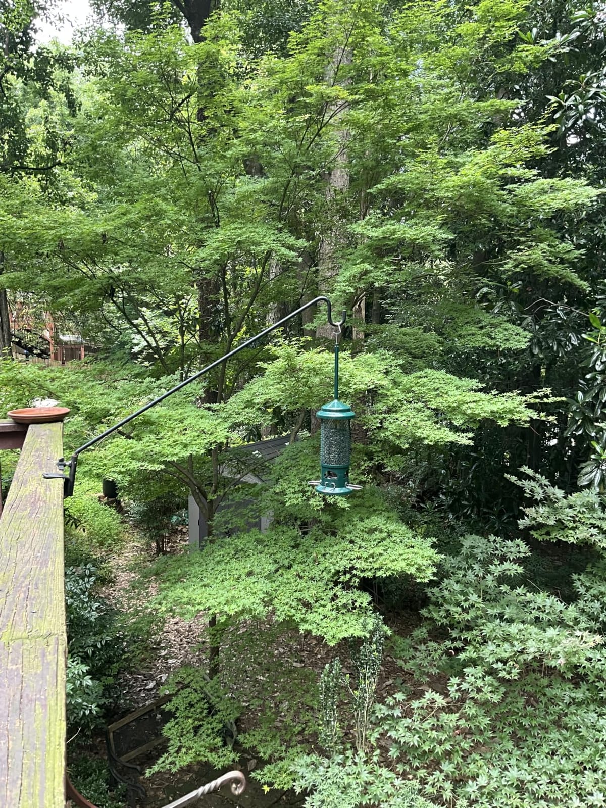 Squirrel Buster Standard Squirrel-proof Bird Feeder w/4 Metal Perches, 1.3-pound Seed Capacity, garden green customer photo 2