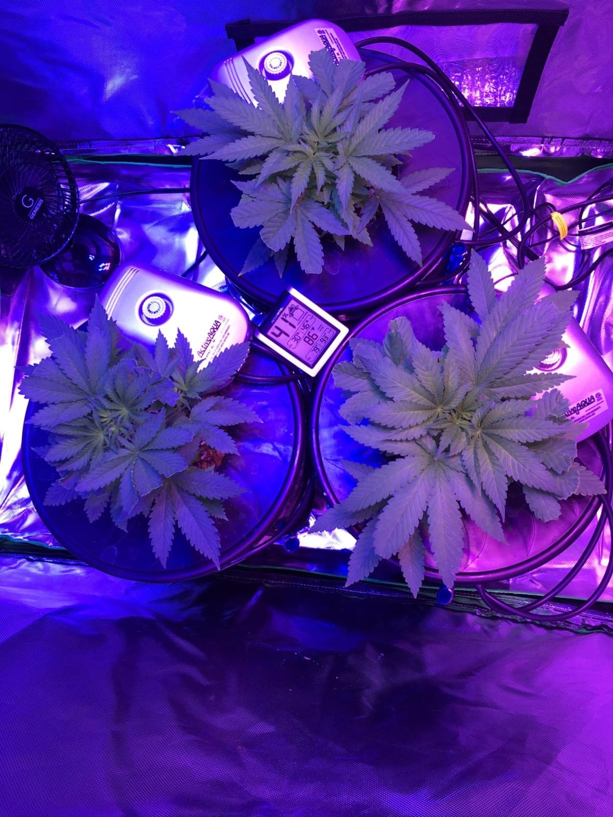 Deep Water Culture (DWC) Hydroponic Bucket Kit 5 Gallon, 6 inch customer photo 2