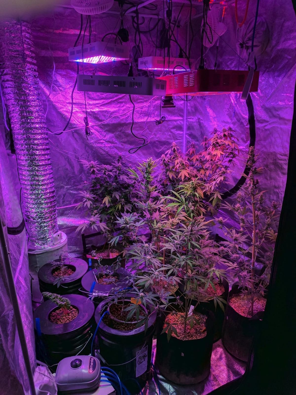 Deep Water Culture (DWC) Hydroponic Bubbler Bucket Kit by PowerGrow Systems (4) 5 Gallon - 6 inch Buckets customer photo 1