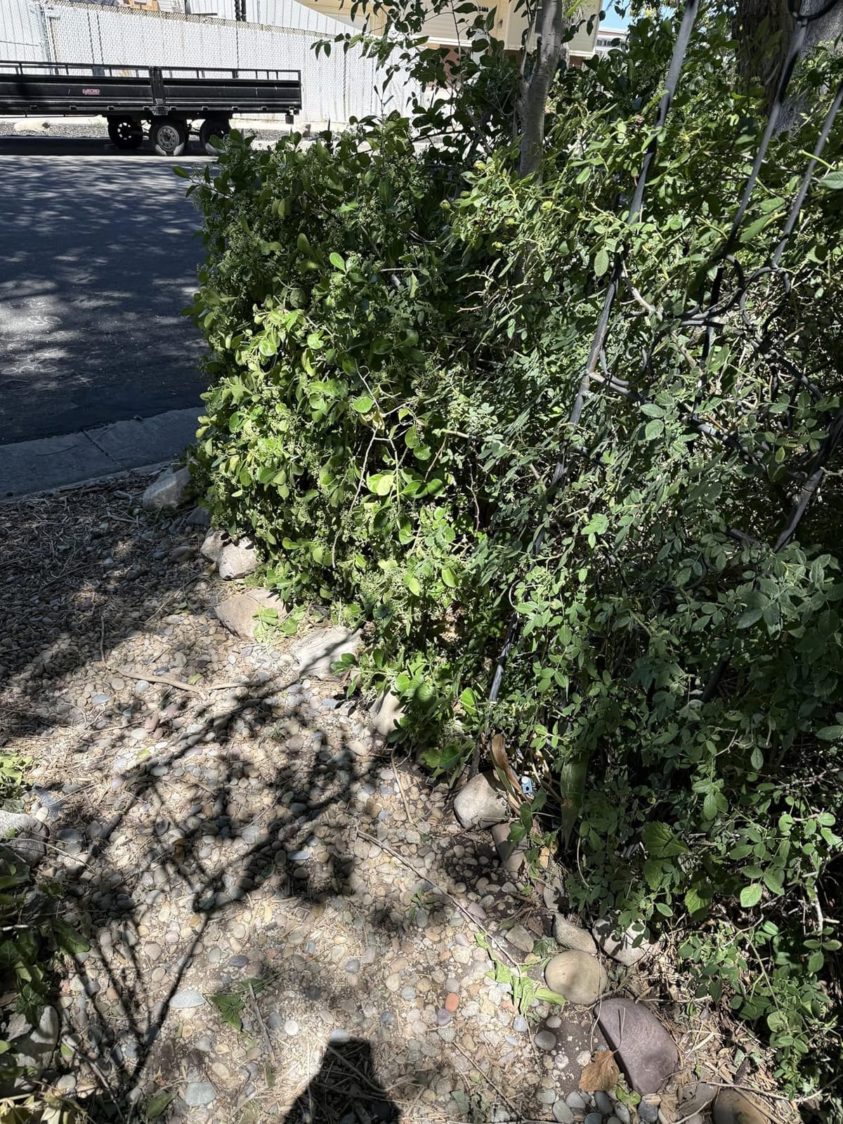 BLACK+DECKER Electric Hedge Trimmer, 17-Inch Corded 3.2 Amp, Dual Action, Reduced Vibration, Cleaner Cut, Lightweight, 3800 Cuts per Min (BEHT150) customer photo 1