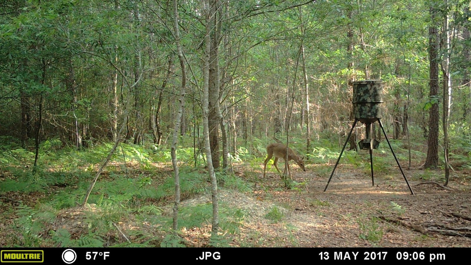 Wildgame Innovations Quick-Set 270 lb Game Feeder | Durable tripod Corn/Pellet hunting feeder, digital timer, 1-4 available feed times & 30-feet radius customer photo 2