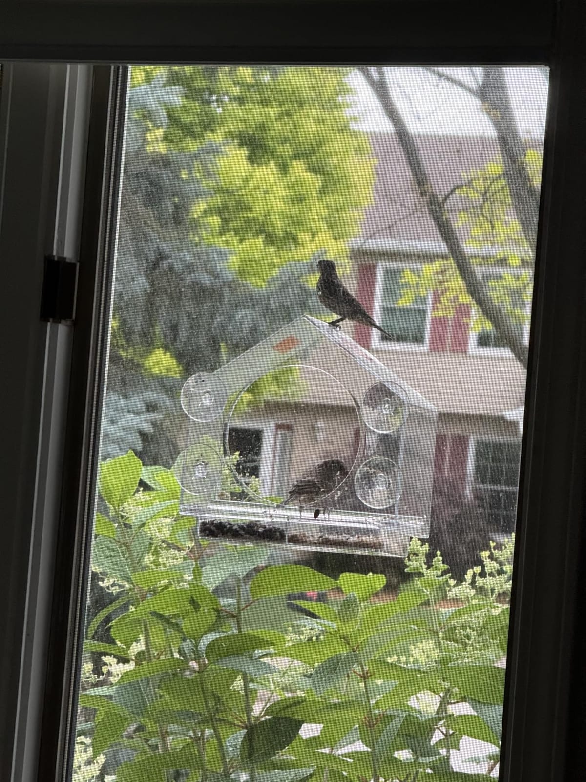 Window Bird Feeder with Strong Suction Cups, Bird Feeders for Outdoors | leak proof with sealing gasket included, bee and wasp proof flowers, large nectar capacity, refills without unmounting customer photo 2