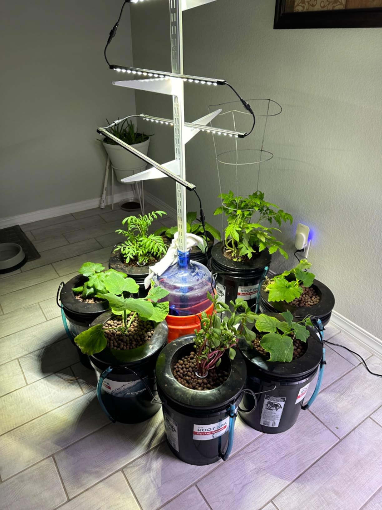 Hydrofarm RS5GALSYS Root Spa Deep Water Culture Bucket System, 5 Gallon, black | 8 in Grow Basket, Air Pump Included, 1/2 in Grommet And Elbow, 1/4 in Black Tubing customer photo 2