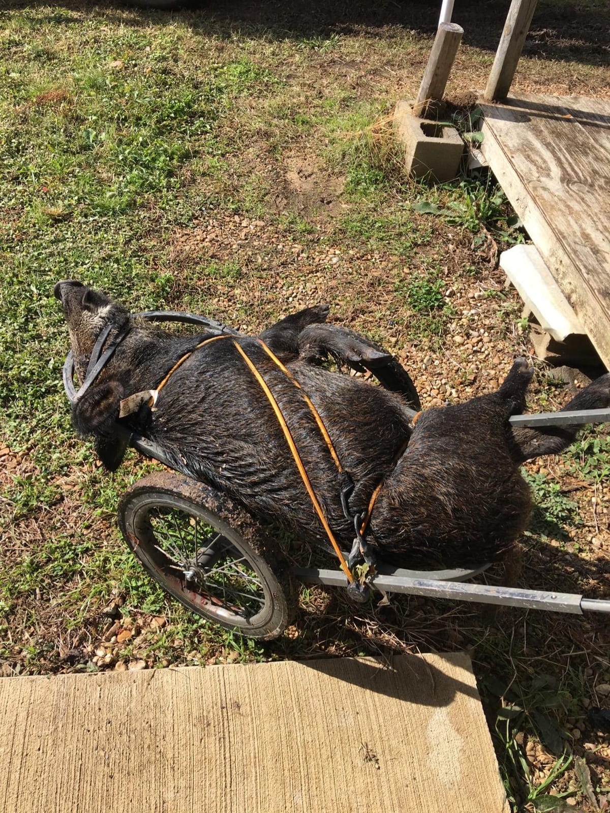 Muddy Mule Game Cart customer photo 2