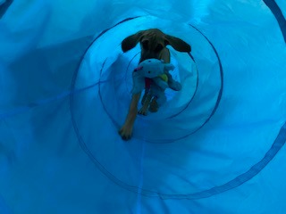 Dog Tunnel, Dog Agility Tunnel, Play, 18 Feet, Small, Medium, Large, Blue | Houseables Agility Equipment, Puppy Obstacle Course, Crawling, Pet Playground, Indoor/Outdoor, Pop Up Set, Exercise Tube, Toy customer photo 1