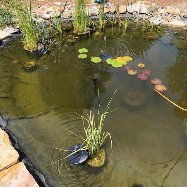 CNZ All-in One Pond Filter System with 13W UV Sterilizer 660 GPH Pump Fountain Kits customer photo 1