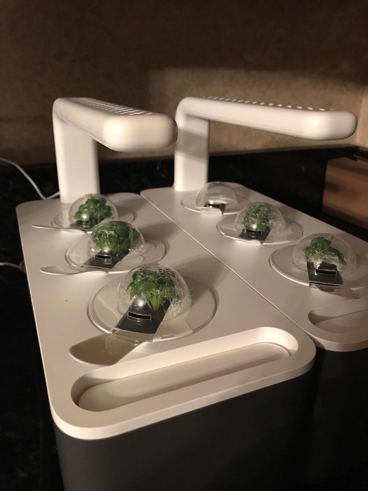 Click & Grow Indoor Herb Garden Kit with Grow Light, Smart Garden for Home Kitchen, Includes 3 Basil Pods, White customer photo 2