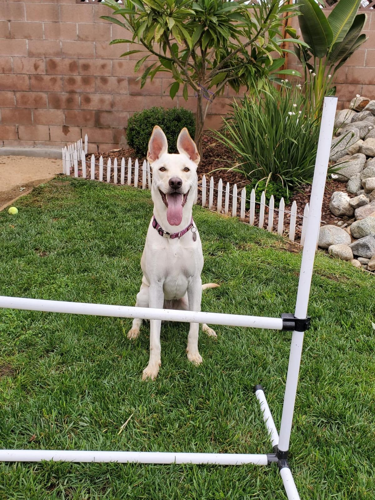 PawHut 4 Piece Dog Agility Training Equipment for Dog Agility Course White | Adjustable Height Jump Bars, Included Carry Bag, Displacing Top Bar customer photo 1