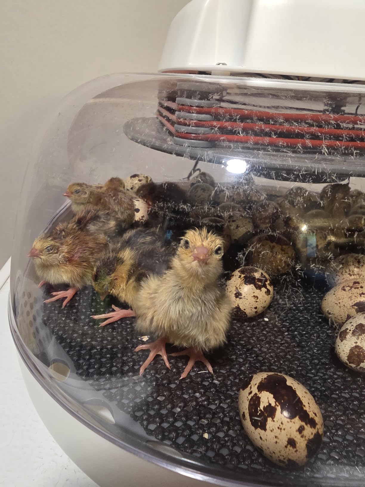 Harris Farms Nurture Right Egg Incubator with Auto Turner, Holds 22 Eggs customer photo 1