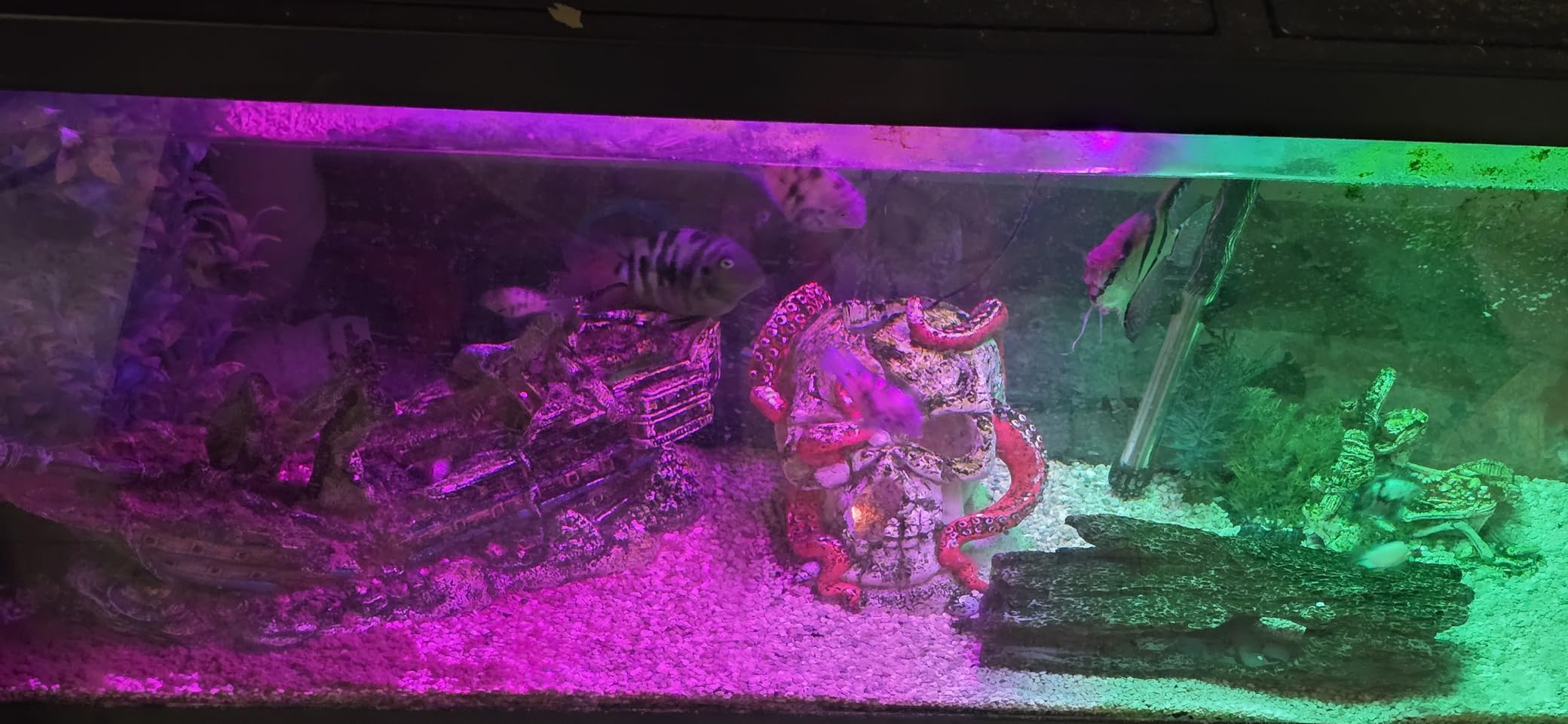 Tetra LED 55 Gallon Complete Fish Tank Kit for Freshwater Fish customer photo 1