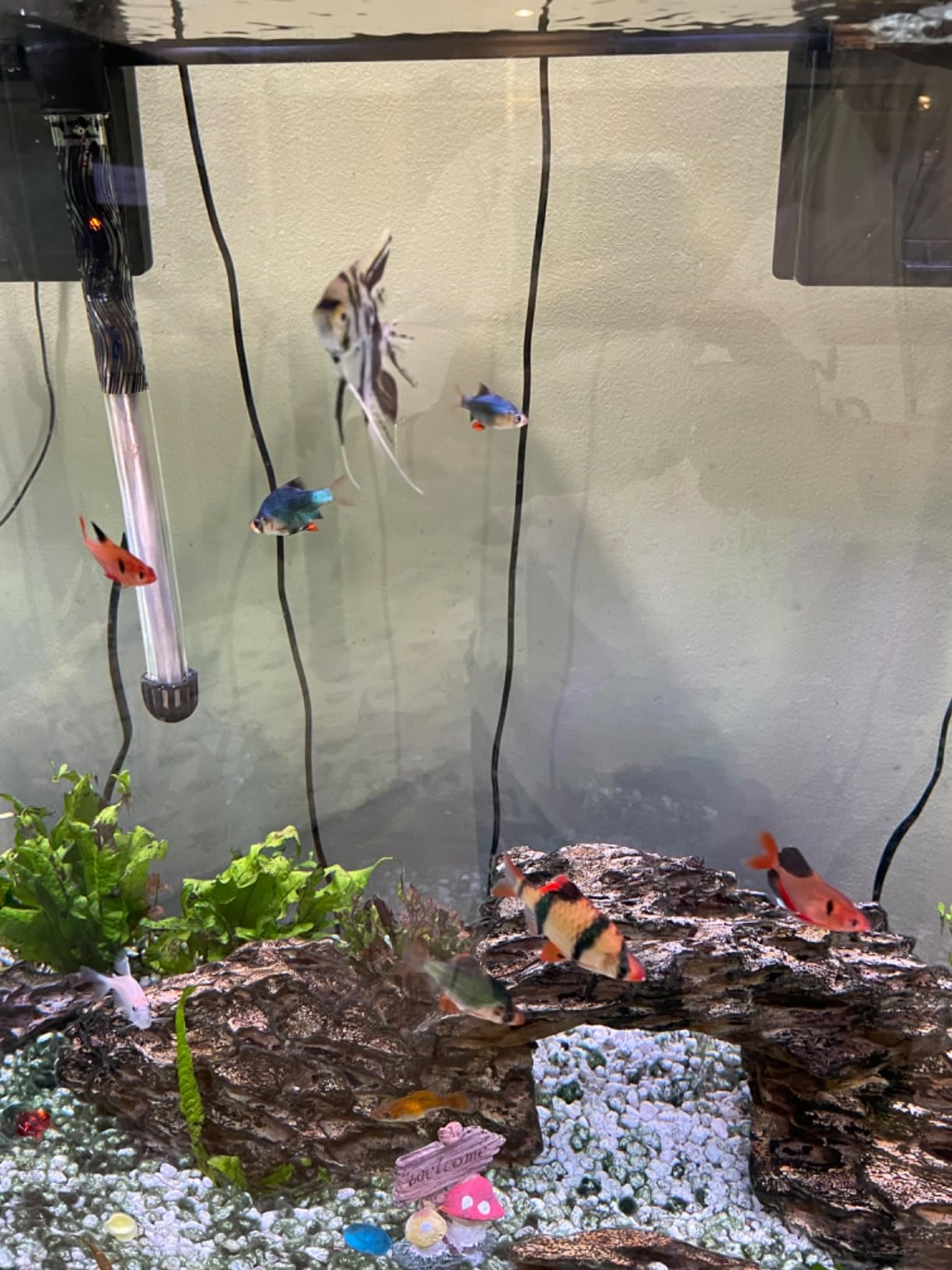 Tetra LED 55 Gallon Complete Fish Tank Kit for Freshwater Fish customer photo 2
