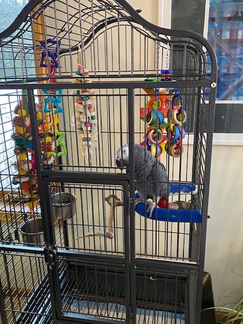 Yaheetech 63'' Bird Cage with Stand Wrought Iron Rolling Open Play Top Large Bird Cage for Mini Macaw African Grey Amazon Parrot customer photo 1