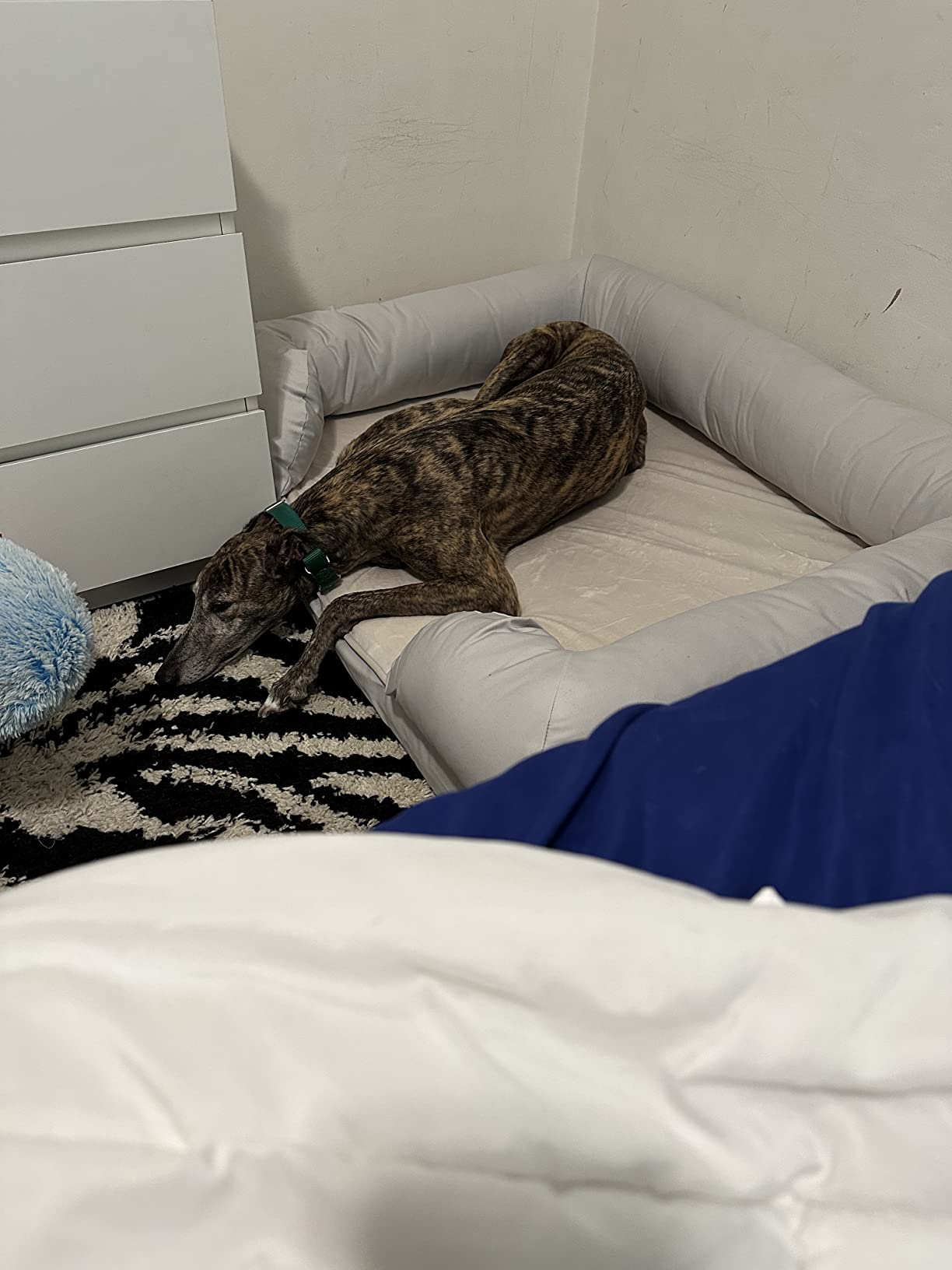 Extra Large Dog Bed w/ Solid 4