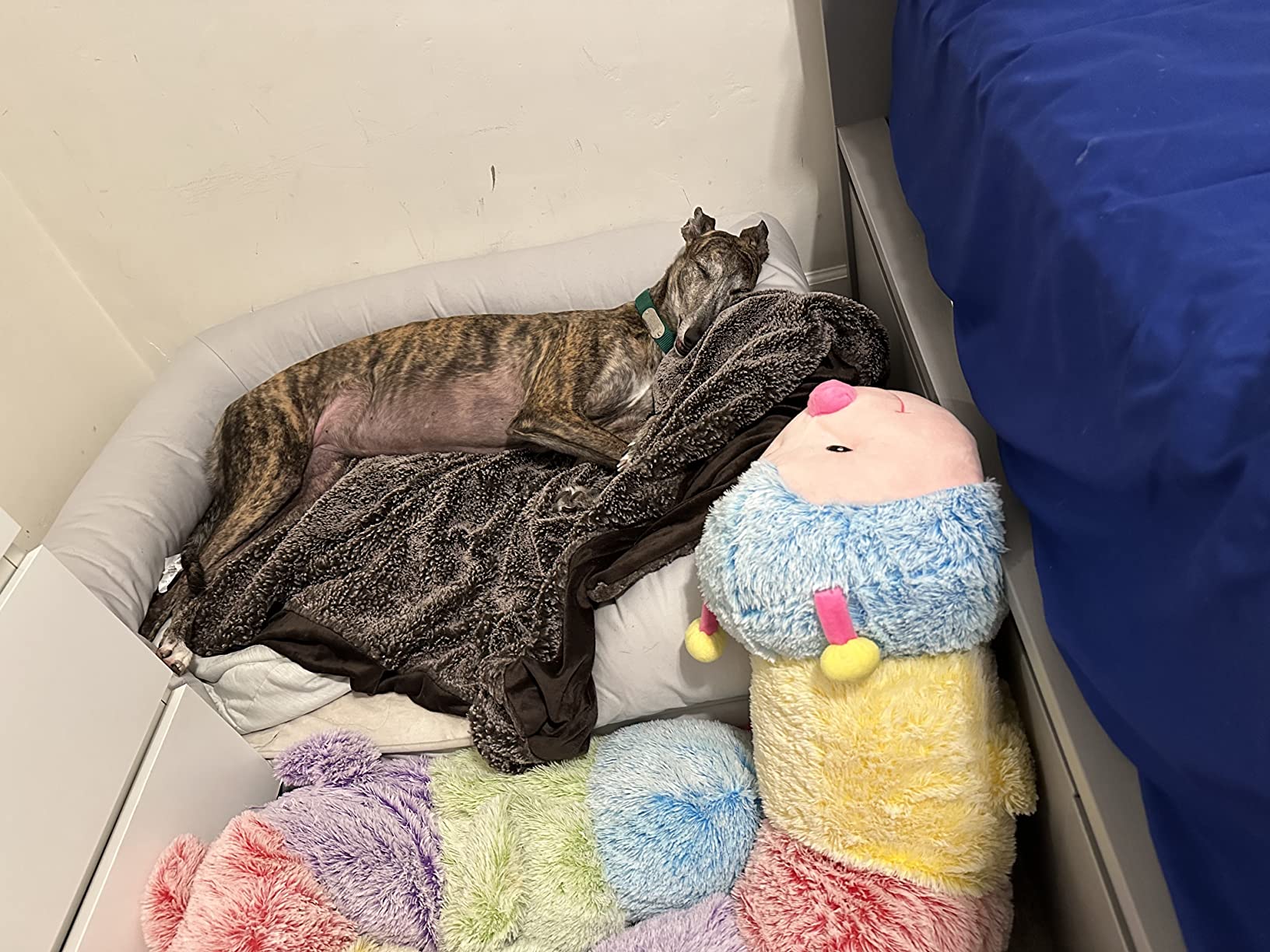 Extra Large Dog Bed w/ Solid 4