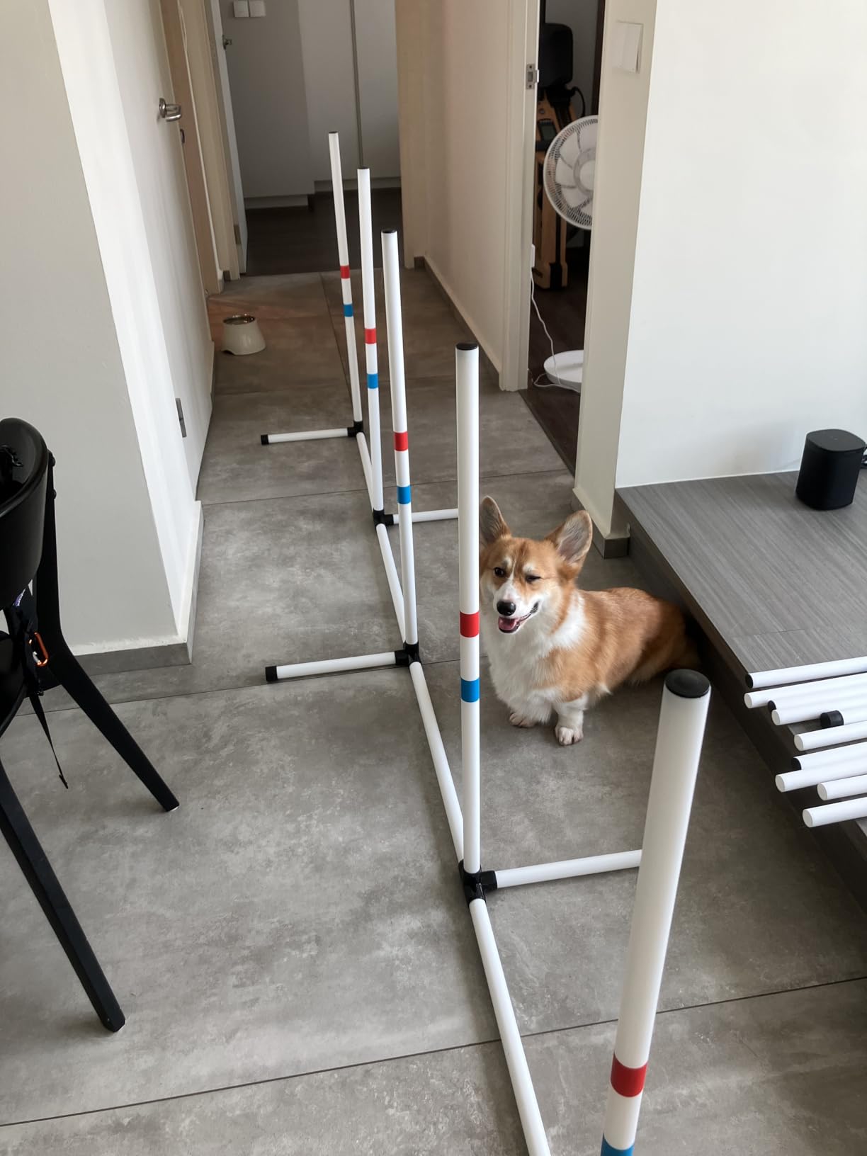 Midlee Dog Agility Beginner Set- Hoop Jump, Weave Poles, and Bar Jump customer photo 2