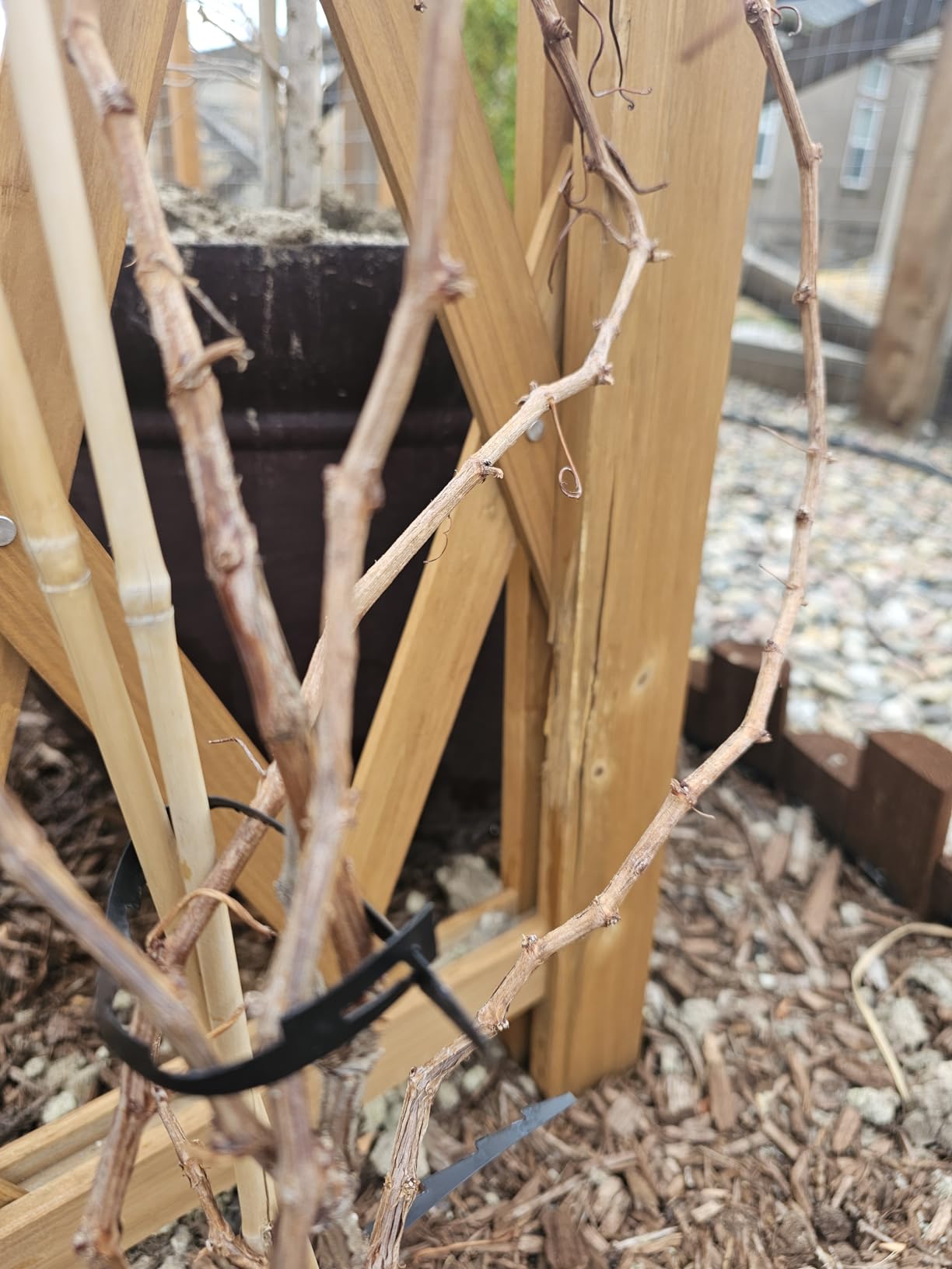 Vita Heartwood Cedar Wood Arbor – 55