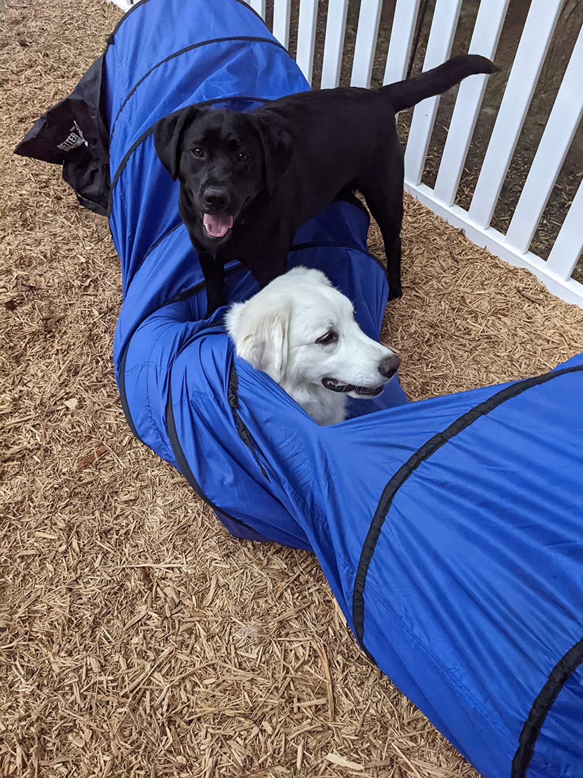 10 Foot Dog Agility Tunnel | Includes Sandbags, Dog Agility Equipment, Dog Agility Training customer photo 2