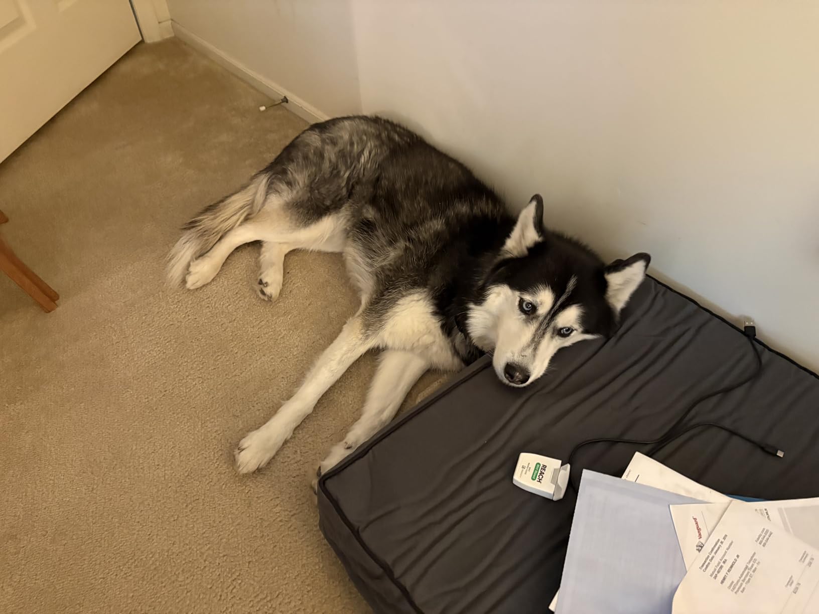 The Dog's Bed Orthopedic Memory Foam Dog Bed, Waterproof Large 6 Inch Thick | Washable Cover, Anti-Slip Base CertiPUR-Certified Foam Grey with Black Trim customer photo 2