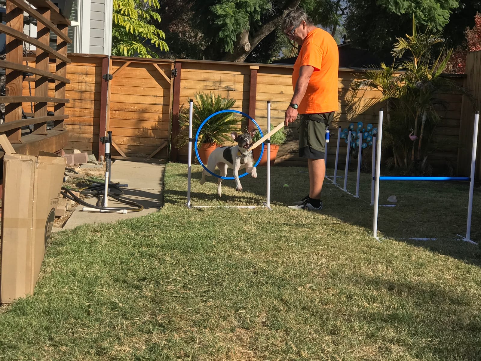 Complete Starter Agility Set for Dogs, 5 Piece | Agility Jump, Tire Jump, Weave Poles, 10' Tunnel with Sandbags, Pause Box customer photo 2